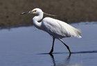 Little Egret5.jpg
